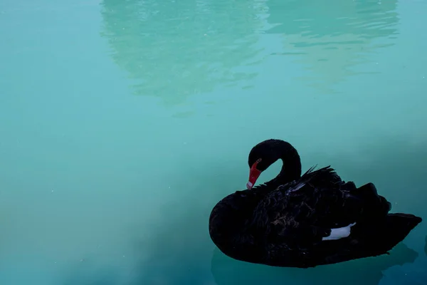 Swan Floating Lake — Stock Photo, Image