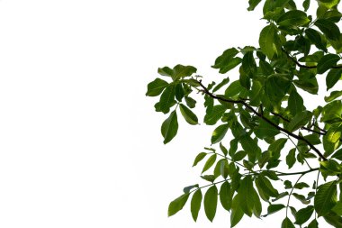 Yeşil ceviz yaprakları. Beyaz arka planda izole edilmiş.