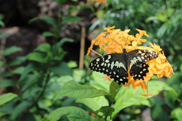 Papillon Sur Feuille Dans Jardin — Photo