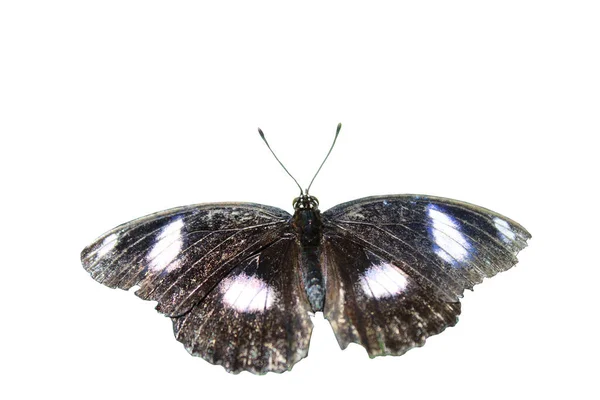 Czarny Motyl Białym Tle — Zdjęcie stockowe