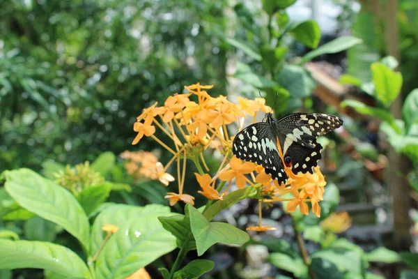 Motýl Listu Zahradě — Stock fotografie