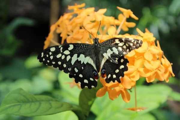 Schmetterling Auf Blatt Garten — Stockfoto