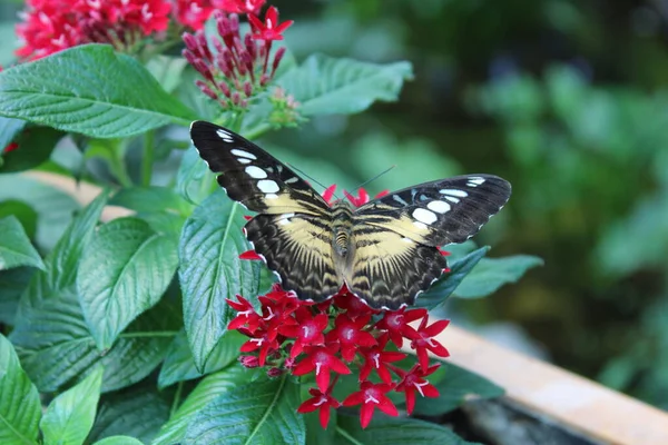 Бабочка Листьях Саду — стоковое фото