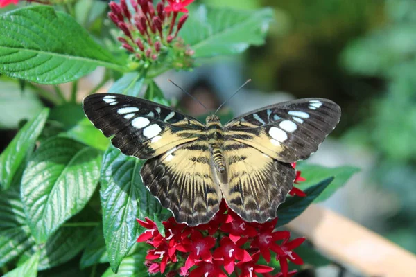 Mariposa Hoja Jardín — Foto de Stock