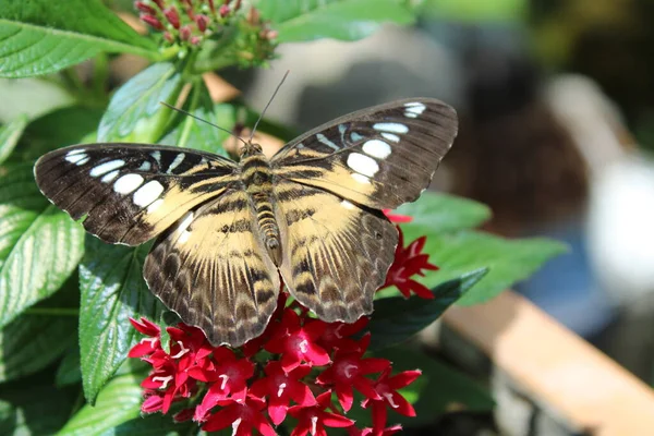 Mariposa Hoja Jardín — Foto de Stock