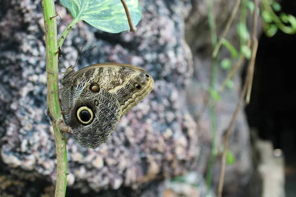 Schmetterling Auf Blatt Garten — Stockfoto