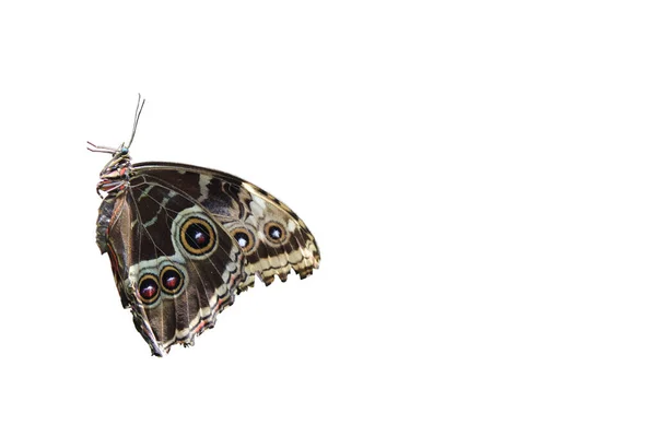 Isolierter Schmetterling Vor Weißem Hintergrund — Stockfoto