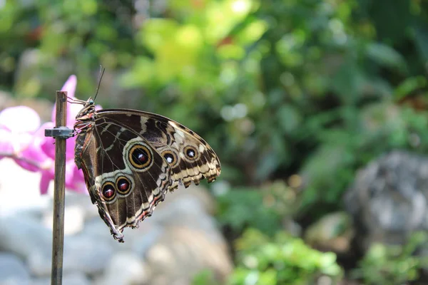 Schmetterling Auf Blatt Garten — Stockfoto