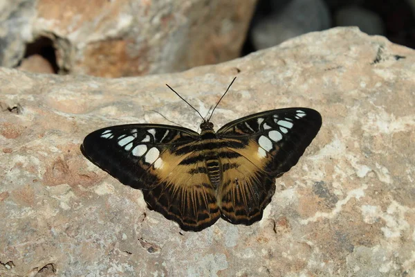 Mariposa Hoja Jardín — Foto de Stock