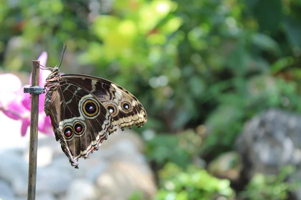 Mariposa Hoja Jardín — Foto de Stock