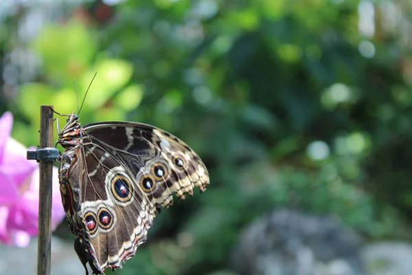 Bahçede Yaprak Üzerinde Kelebek — Stok fotoğraf