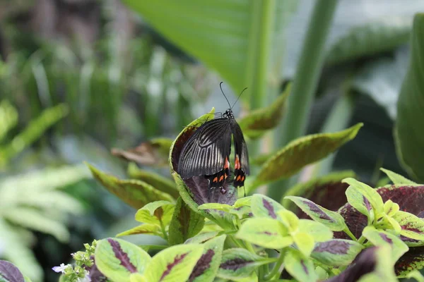 Schmetterling Auf Blatt Garten — Stockfoto