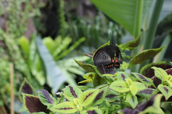 Mariposa Hoja Jardín —  Fotos de Stock