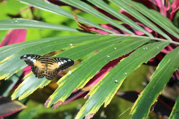 Mariposa Hoja Jardín — Foto de Stock