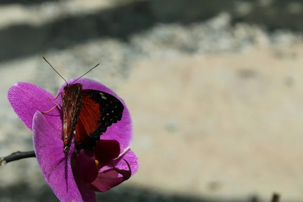 Mariposa Hoja Jardín — Foto de Stock