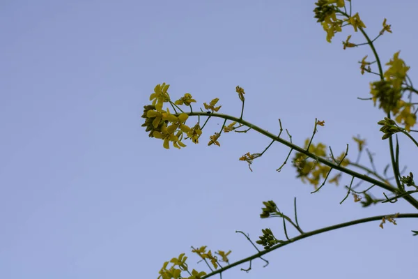 Yellow Leafy Tree Blue Sky Background — Stock Photo, Image