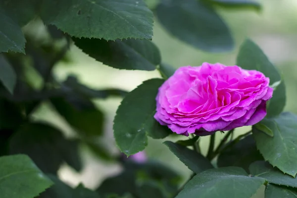 Bahçedeki pembe gül