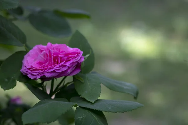 Bahçedeki pembe gül