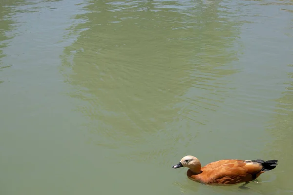 Yellow Duck Floating Green Lake — Stock Photo, Image