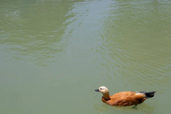 Yellow Duck Floating Green Lake — Stock Photo, Image