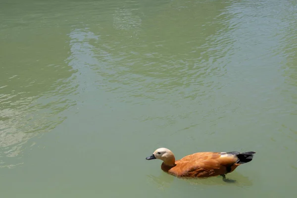 Yellow Duck Floating Green Lake — Stock Photo, Image