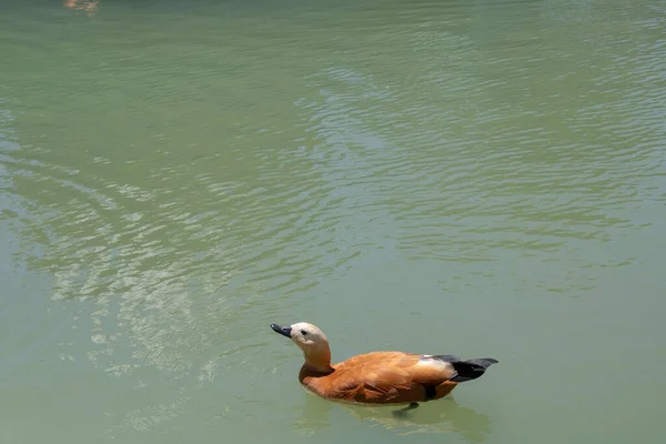 Yellow Duck Floating Green Lake — Stock Photo, Image