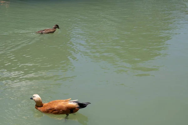 Yellow Duck Floating Green Lake — Stock Photo, Image