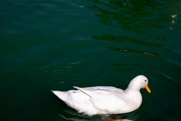 Duck Swimming White Duck Green Water — Stock Photo, Image