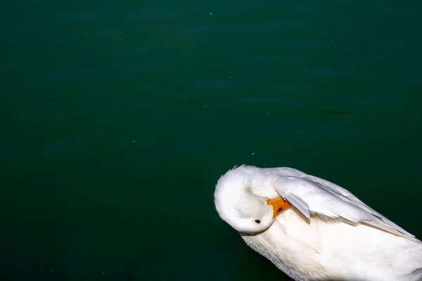 Duck Swimming White Duck Green Water — Stock Photo, Image