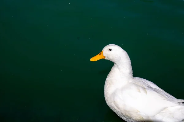 Yeşil suda yüzen beyaz ördek.