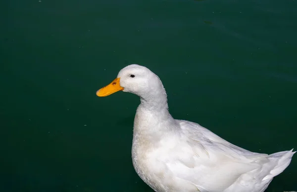 Yeşil suda yüzen beyaz ördek.