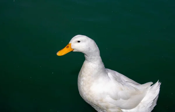 Yeşil suda yüzen beyaz ördek.