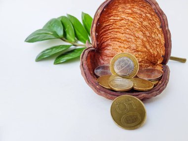 Metal ve bakırdan yapılmış beyaz bir zemin üzerinde Belarus sikkeleri. Kurumuş kahverengi çiçek ve yeşil yaprakların arka planında. Belarus, ruble, Belarus parasının üzerinde yazılı..