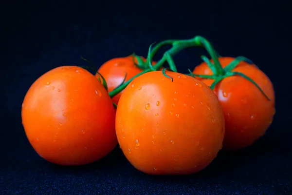Ωρίμασε κόκκινες ζουμερές ντομάτες σε ένα πράσινο κλαδί με σταγόνες νερού σε μαύρο φόντο με πολύχρωμα γκλίτερ. — Φωτογραφία Αρχείου