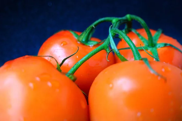 Κόκκινη ζουμερή ώριμη ντομάτα σε ένα πράσινο κλαδί σε μαύρο φόντο. — Φωτογραφία Αρχείου