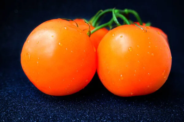Red juicy ripe tomato on a green branch on a black background. — Stock Photo, Image