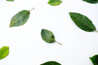 Beyaz arka plana serpilmiş parlak yeşil kiraz yaprakları.