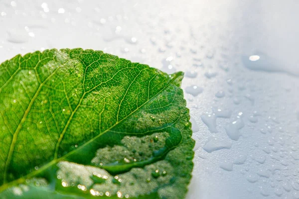 Grüne Blattkirschen auf weißem Hintergrund mit Wassertropfen. — Stockfoto