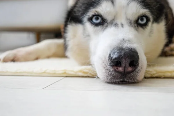 Un perro husky siberiano yace en el suelo en una sala de estar . — Foto de Stock