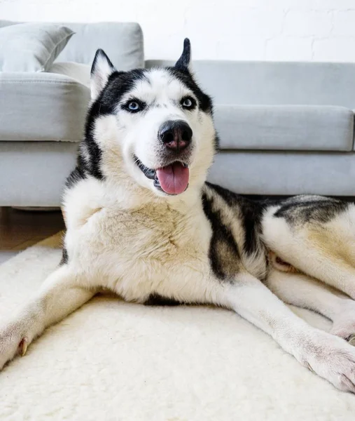 Un perro husky siberiano yace en el suelo en una sala de estar . — Foto de Stock