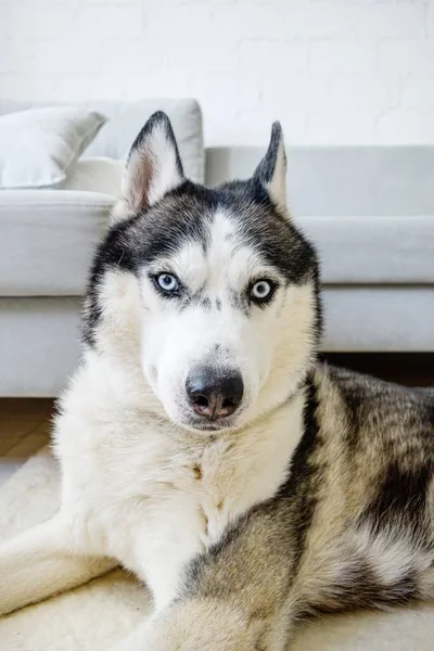 Un perro husky siberiano yace en el suelo en una sala de estar . — Foto de Stock