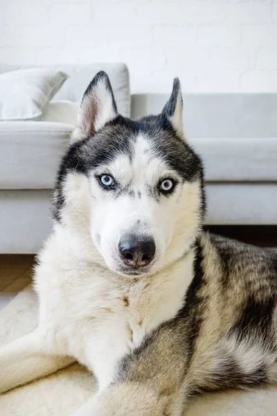 Sibiřský husky pes leží na podlaze v obývacím pokoji. — Stock fotografie