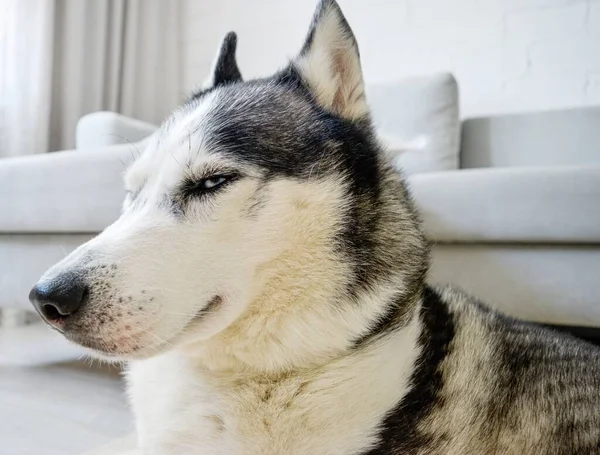 Un perro husky siberiano yace en el suelo en una sala de estar . — Foto de Stock