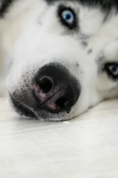 Un perro husky siberiano yace en el suelo con los ojos azules de cerca . — Foto de Stock