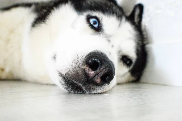 Ein sibirischer Husky-Hund liegt mit blauen Augen in Großaufnahme auf dem Boden. — Stockfoto