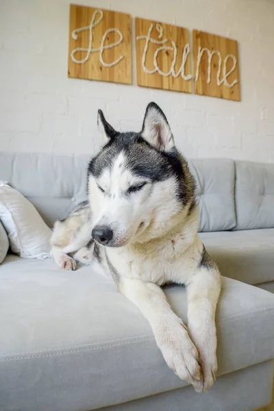 Husky siberiano se encuentra en un sofá gris en el apartamento . — Foto de Stock