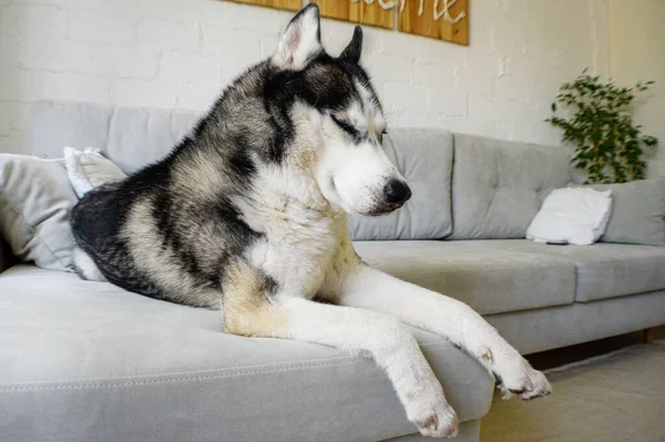 Husky siberiano se encuentra en un sofá gris en el apartamento . — Foto de Stock