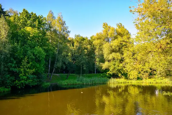 Un parque protegido. Bosque verde caducifolio en verano contra un cielo azul brillante. —  Fotos de Stock