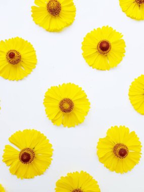 Sarı rudbeckia çiçekleri yeşil yapraklı beyaz bir arka plana saçılmış. Sonbahar koni çiçekleri. Arkaplan.