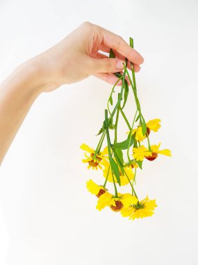 Bir kadın eli, beyaz arka planda bir buket sarı rudbek ya da koni çiçeği tutar. Tatil konsepti.
